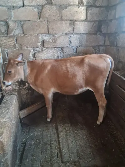 Dana — Heyvanlar, Quşlar, Balıqlar, Xırdalan — şəkil 3