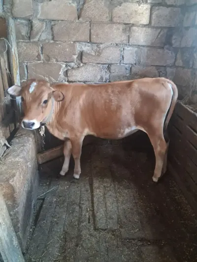 DANA — Heyvanlar, Quşlar, Balıqlar, Xırdalan