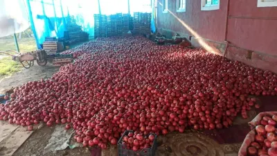 NAR — Meyvə və Giləmeyvə, Saatlı
