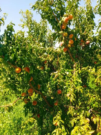 MEYVƏ BAĞI — Kənd Təsərrüfatı Əmlakı, Xaçmaz