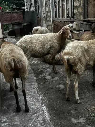 Qoyunlar — Heyvanlar, Quşlar, Balıqlar, Masallı — şəkil 2