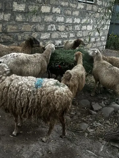 Qoyunlar — Heyvanlar, Quşlar, Balıqlar, Masallı