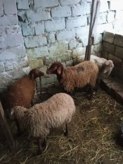 QUZULAR — Heyvanlar, Quşlar, Balıqlar, Xırdalan