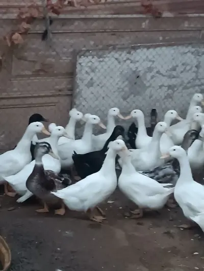 ÖRDƏKLƏR — Heyvanlar, Quşlar, Balıqlar, Bakı