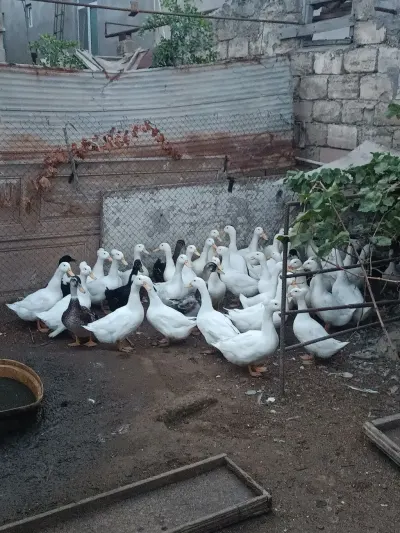Ördəklər — Heyvanlar, Quşlar, Balıqlar, Bakı — şəkil 2