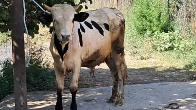 DANALAR — Heyvanlar, Quşlar, Balıqlar, Quba