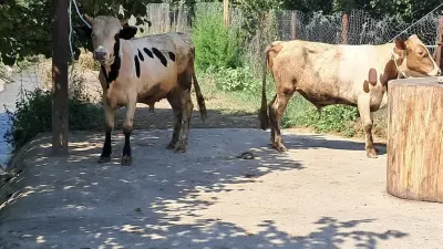 Danalar — Heyvanlar, Quşlar, Balıqlar, Quba — şəkil 2