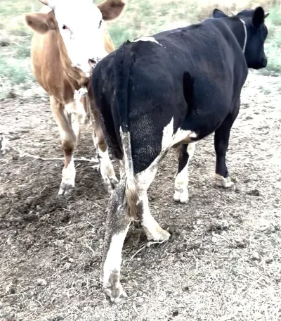 Dana — Heyvanlar, Quşlar, Balıqlar, Ağcabədi