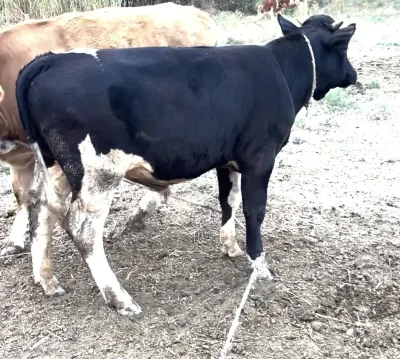 Dana — Heyvanlar, Quşlar, Balıqlar, Ağcabədi — şəkil 4