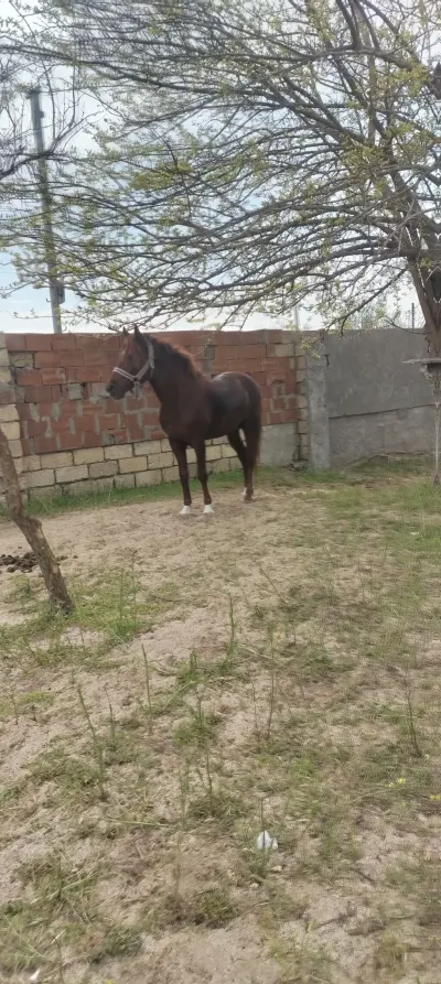 At — Heyvanlar, Quşlar, Balıqlar, Sumqayıt