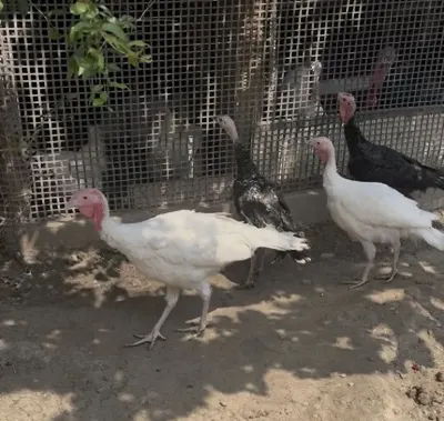 Hinduşkalar — Heyvanlar, Quşlar, Balıqlar, Gəncə — şəkil 2