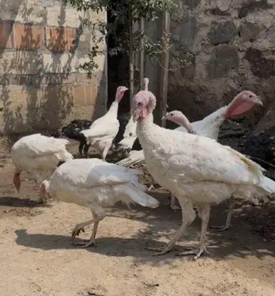 Hinduşkalar — Heyvanlar, Quşlar, Balıqlar, Gəncə