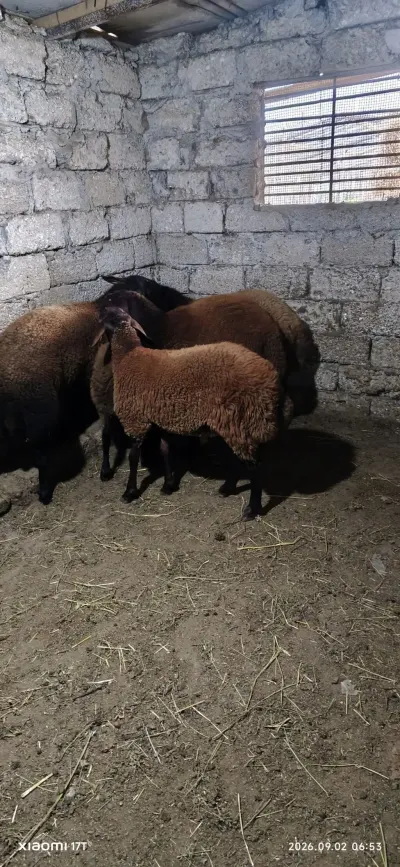 QUZULAR — Heyvanlar, Quşlar, Balıqlar, Bakı