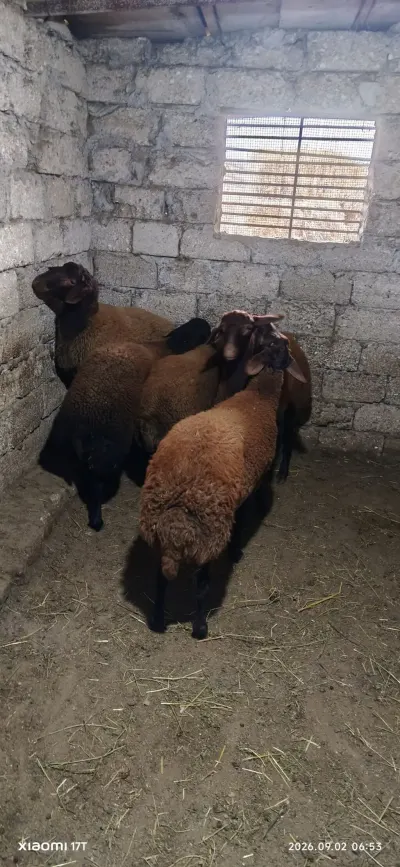 Quzular — Heyvanlar, Quşlar, Balıqlar, Bakı — şəkil 3