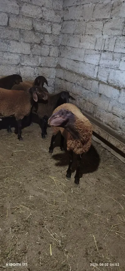Quzular — Heyvanlar, Quşlar, Balıqlar, Bakı — şəkil 2