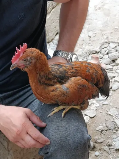 XORUZ — Heyvanlar, Quşlar, Balıqlar, Bakı