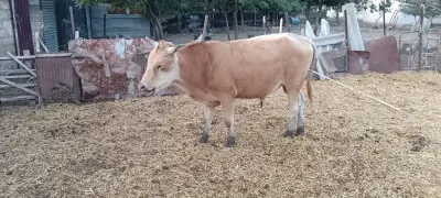 Dana — Heyvanlar, Quşlar, Balıqlar, Oğuz