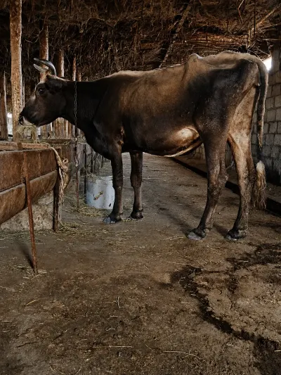 BALALI İNƏK — Heyvanlar, Quşlar, Balıqlar, Xırdalan — şəkil 3