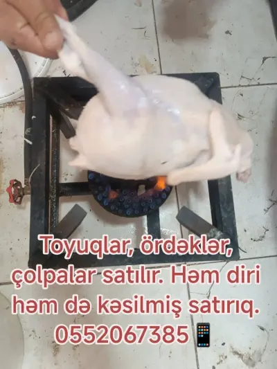 TOYUQ ƏTİ — Heyvanlar, Quşlar, Balıqlar, Bakı — şəkil 4