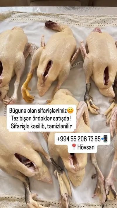 Ördək əti — Heyvanlar, Quşlar, Balıqlar, Bakı