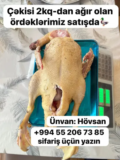 Ördək əti — Heyvanlar, Quşlar, Balıqlar, Bakı — şəkil 7