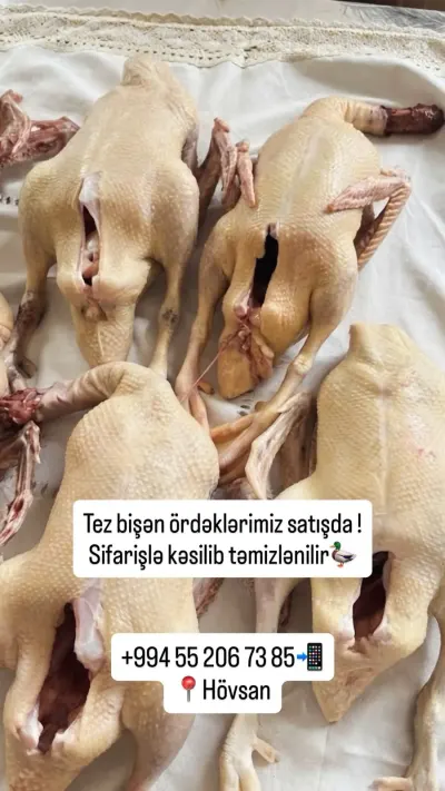 Ördək əti — Heyvanlar, Quşlar, Balıqlar, Bakı — şəkil 2