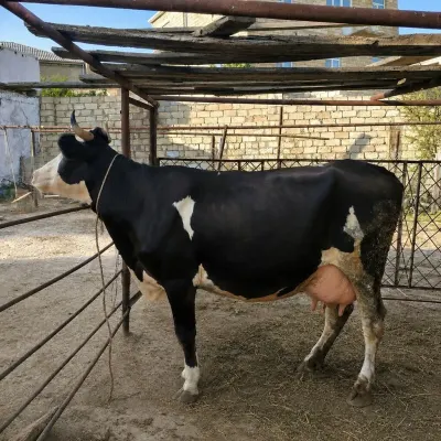 DÜYƏ — Heyvanlar, Quşlar, Balıqlar, Bakı