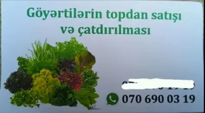 GÖYƏRTİ — Tərəvəzlər və Göyərtilər, Bakı