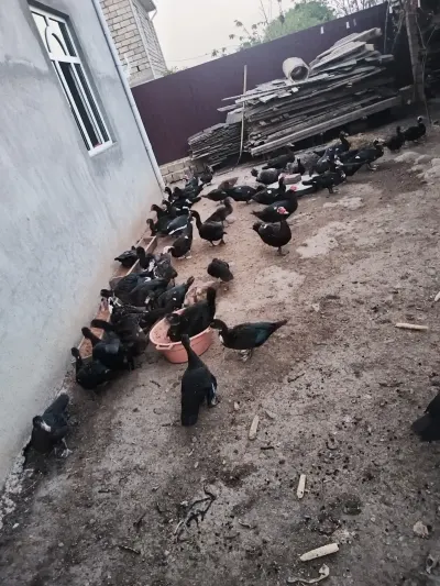 ÖRDƏK — Heyvanlar, Quşlar, Balıqlar, Lənkəran — şəkil 4