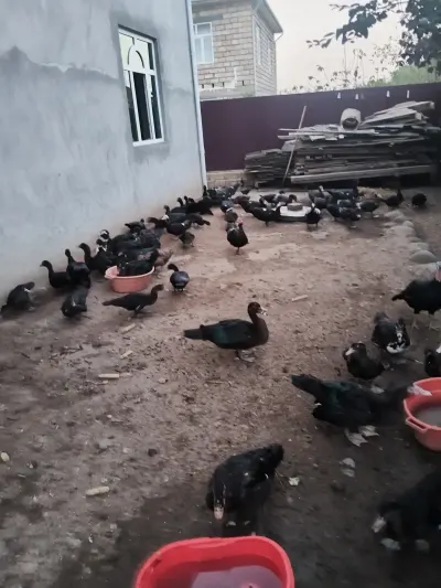 ÖRDƏK — Heyvanlar, Quşlar, Balıqlar, Lənkəran