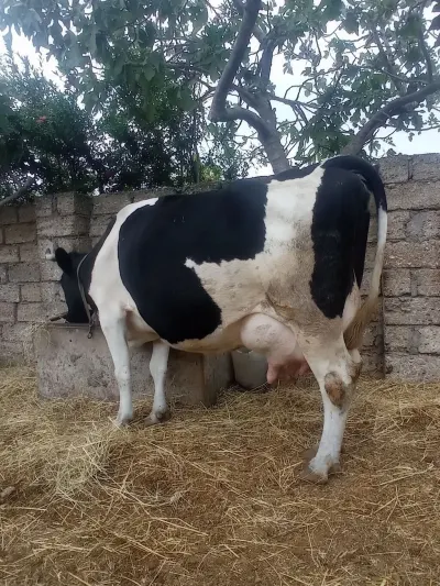 BALALI İNƏK — Heyvanlar, Quşlar, Balıqlar, Bakı — şəkil 2
