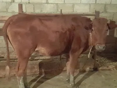buzovlar — Heyvanlar, Quşlar, Balıqlar, Bakı — şəkil 3