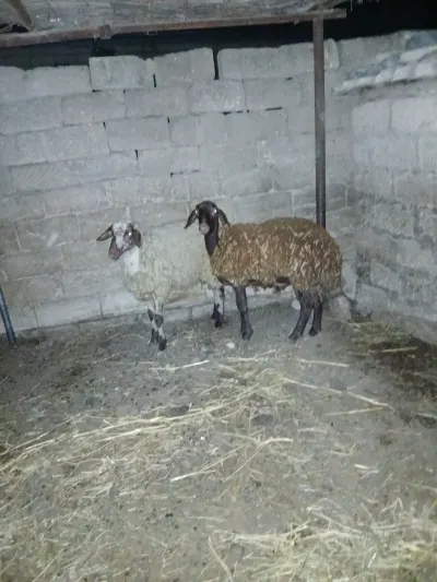QUZU — Heyvanlar, Quşlar, Balıqlar, Bakı