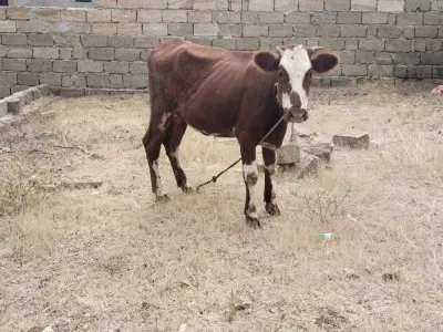 BALALI İNƏK — Heyvanlar, Quşlar, Balıqlar, Bakı — şəkil 2