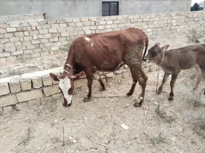 BALALI İNƏK — Heyvanlar, Quşlar, Balıqlar, Bakı