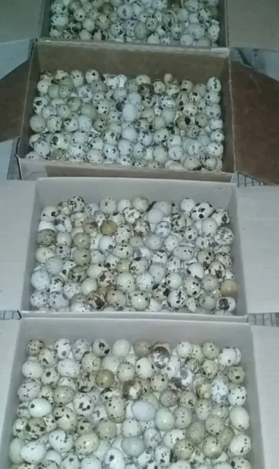 BiLDİRÇİN YUMURTASI — Heyvanlar, Quşlar, Balıqlar, Bakı — şəkil 6