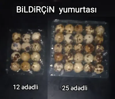 BiLDİRÇİN YUMURTASI — Heyvanlar, Quşlar, Balıqlar, Bakı