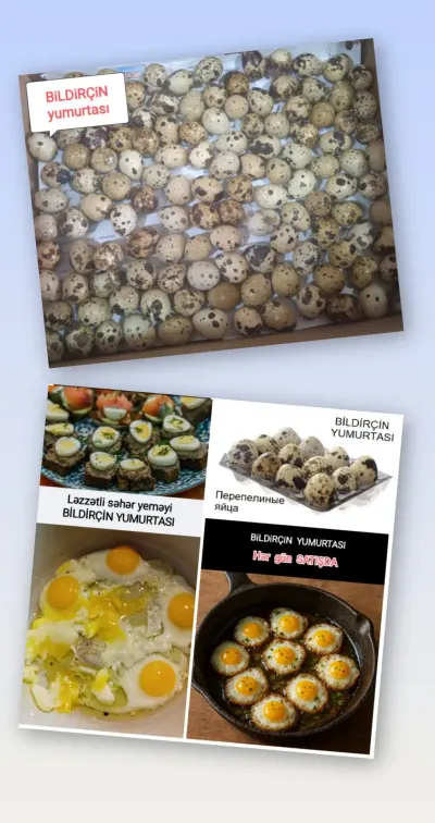 BiLDİRÇİN YUMURTASI — Heyvanlar, Quşlar, Balıqlar, Bakı — şəkil 2