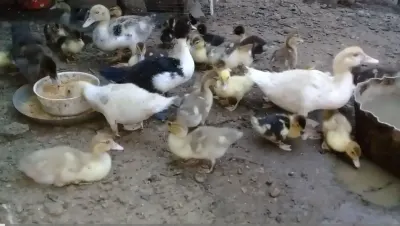 Ördəklər — Heyvanlar, Quşlar, Balıqlar, Salyan — şəkil 3
