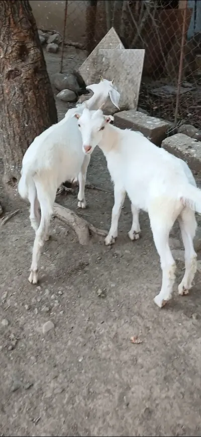 Çəpiş — Heyvanlar, Quşlar, Balıqlar, Lənkəran — şəkil 3