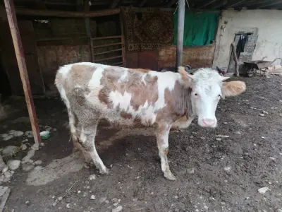 Dana — Heyvanlar, Quşlar, Balıqlar, Qusar
