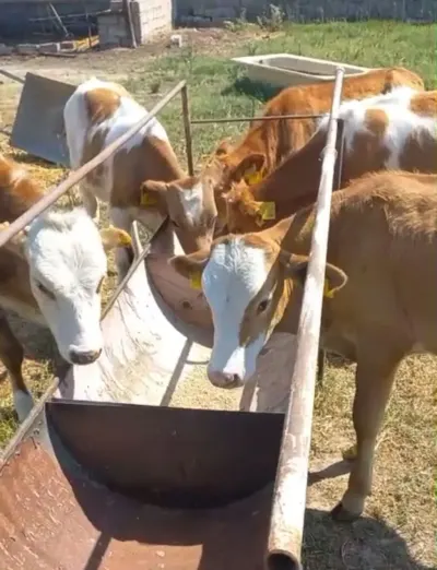 buzovlar — Heyvanlar, Quşlar, Balıqlar, Bakı