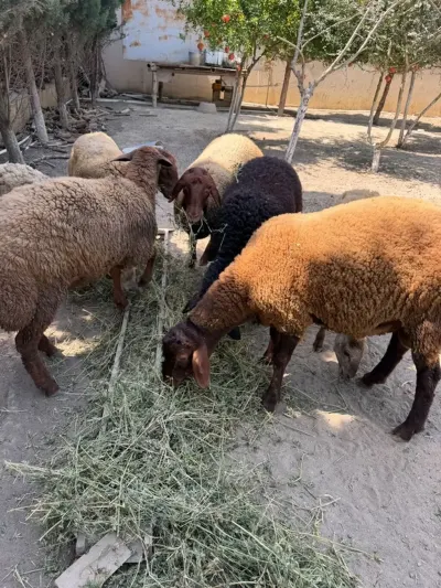 QOYUNLAR — Heyvanlar, Quşlar, Balıqlar, Bakı