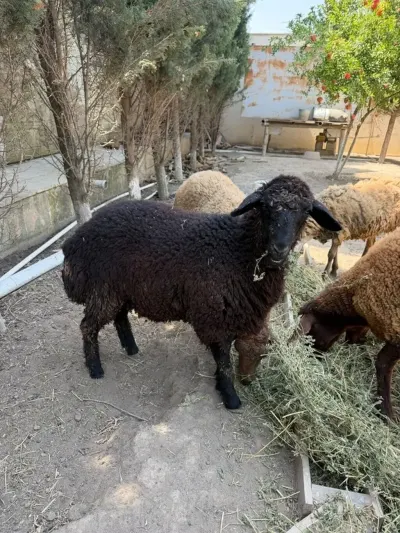 QOYUNLAR — Heyvanlar, Quşlar, Balıqlar, Bakı — şəkil 2