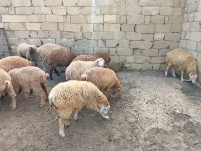 QOYUNLAR — Heyvanlar, Quşlar, Balıqlar, Bakı