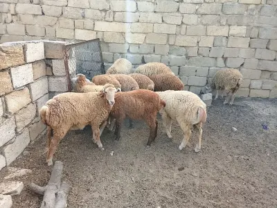 QOYUNLAR — Heyvanlar, Quşlar, Balıqlar, Bakı — şəkil 3