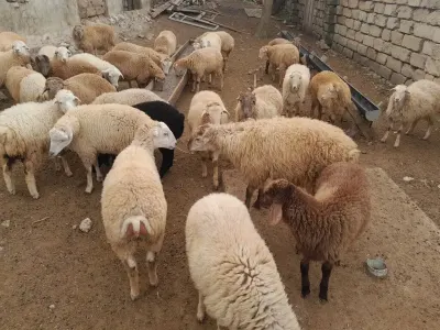 QUZULAR — Heyvanlar, Quşlar, Balıqlar, Bakı
