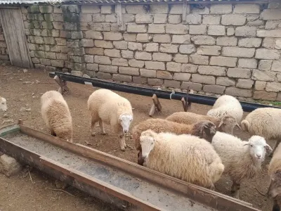 Quzular — Heyvanlar, Quşlar, Balıqlar, Bakı — şəkil 2