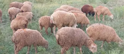 Quzular — Heyvanlar, Quşlar, Balıqlar, Ağsu