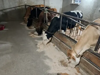DANALAR — Heyvanlar, Quşlar, Balıqlar, Xaçmaz
